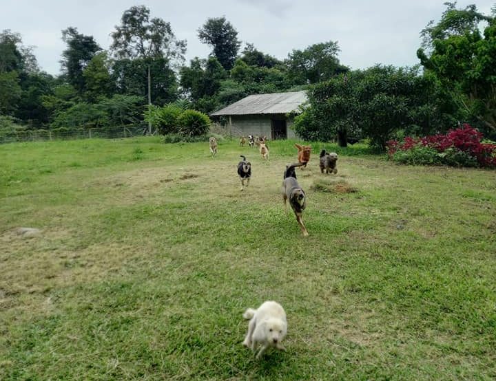 FOTOS: Cãezinhos estão disponíveis para adoção em Taió