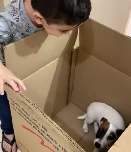 ”Amor à primeira vista”: pet da raça Jack Russell vira presente inesperado de criança