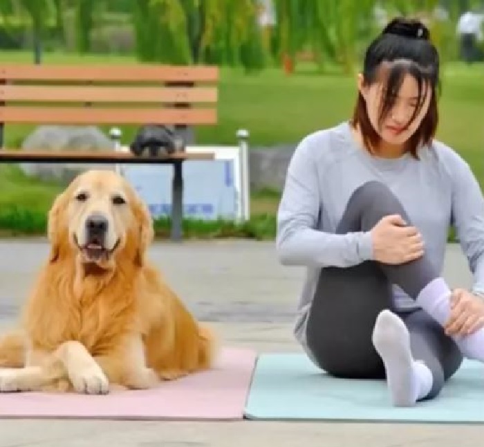 VÍDEO: Golden retriever e tutora fazem ioga e imagens surpreendem