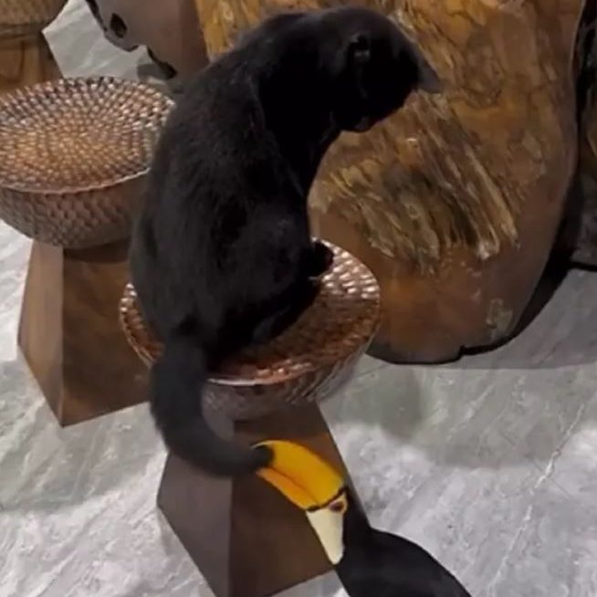 VÍDEO: ”Aí já é demais”: tucano atrevido implica com gato preto e inicia briga caótica